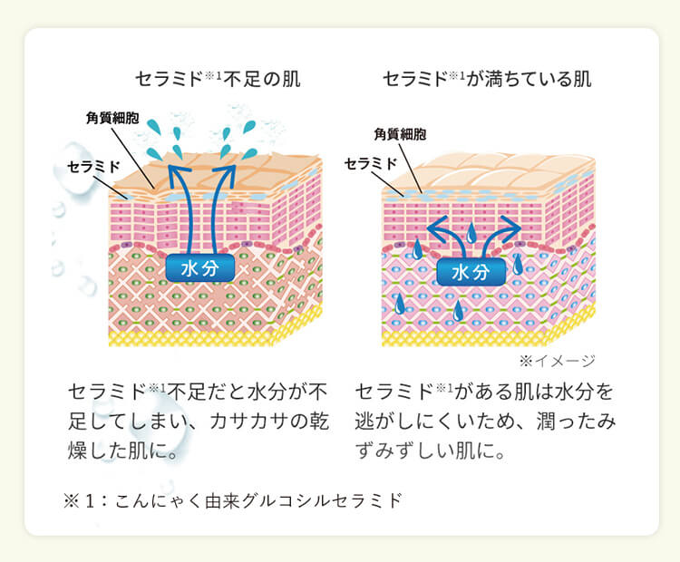 セラミドの説明